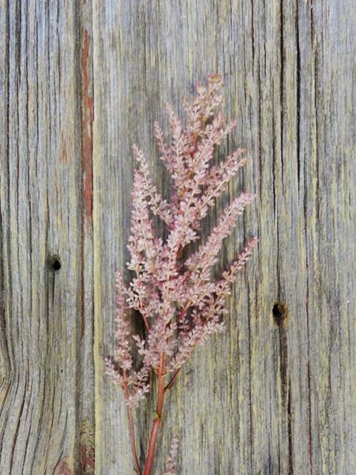 PINK ASTILBE